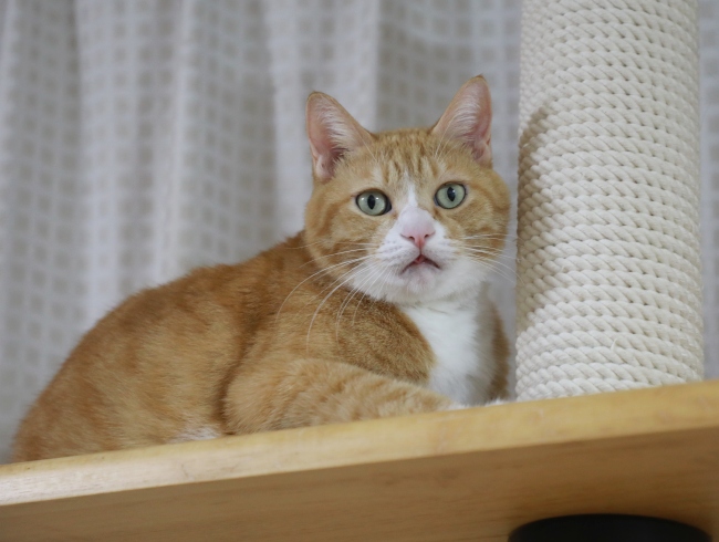 ¤³¤³¤Ê¤é°Â¿´¡£ ¤³¤³¤Ê¤é°Â¿´¡£