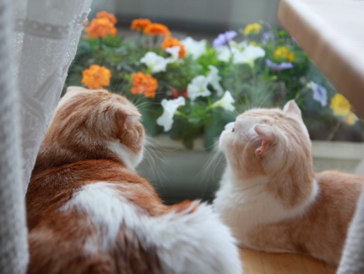 ���ߤα��緸�����͡�