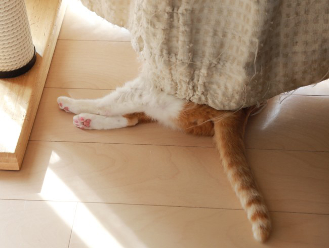 �����ƥ󤬥ܥ������롣