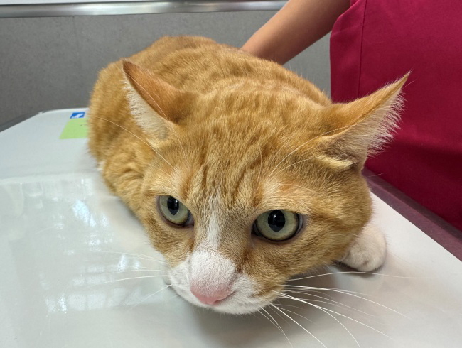 �ɥ��ɥ���