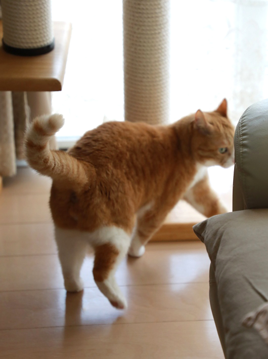 ちょっと行ってくる。 ちょっと行ってくる。