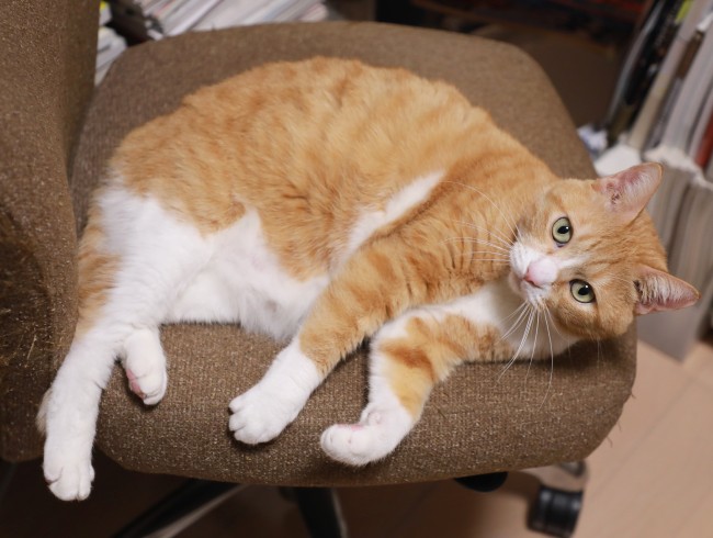 �ػҤϥܥ��Τ�Ρ�