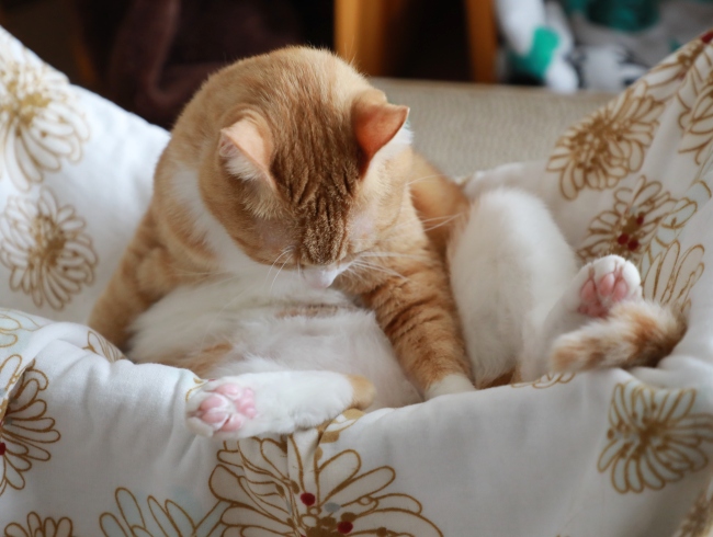 ¤ó¤Ù¤ó¤Ù¡£ ¤ó¤Ù¤ó¤Ù¡£