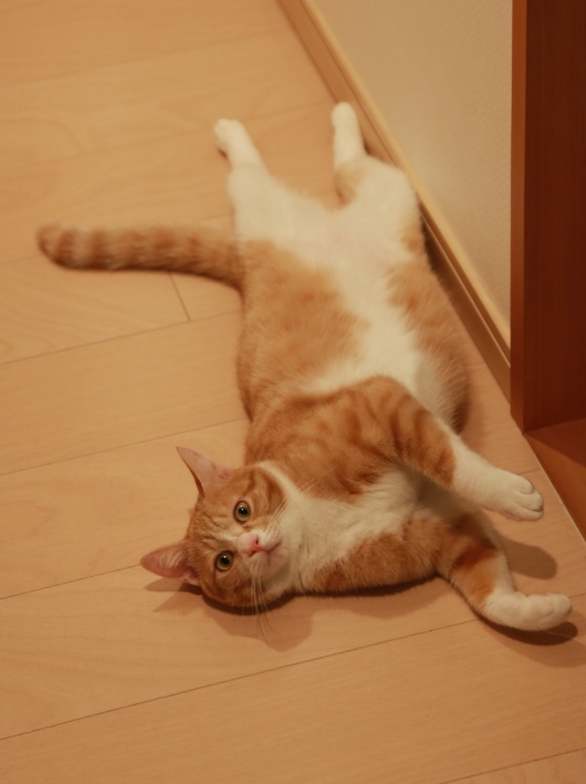 �뤤�����Ρ�