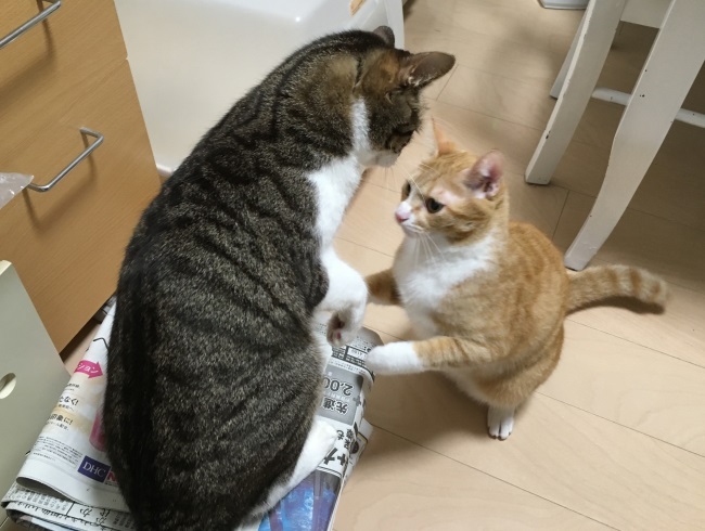 ¥Ü¥¯¤â¡Á¡£ IMG_0729