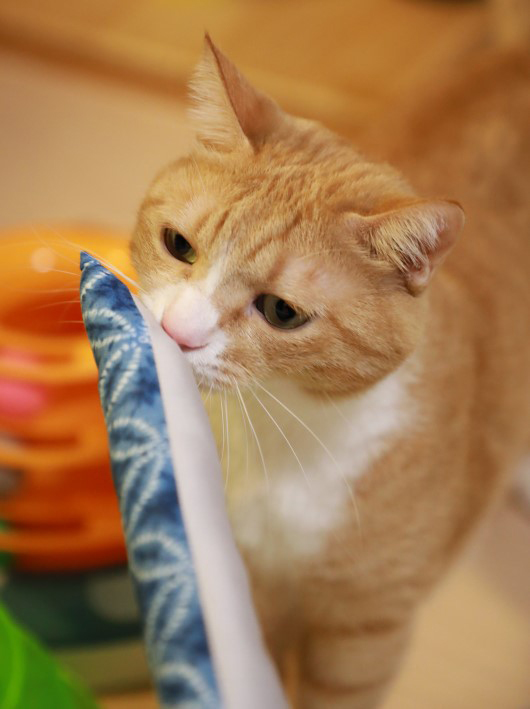 ¤¹¡¼¤Ï¡¼¤¹¡¼¤Ï¡¼¡£ ¤¹¡¼¤Ï¡¼¤¹¡¼¤Ï¡¼¡£