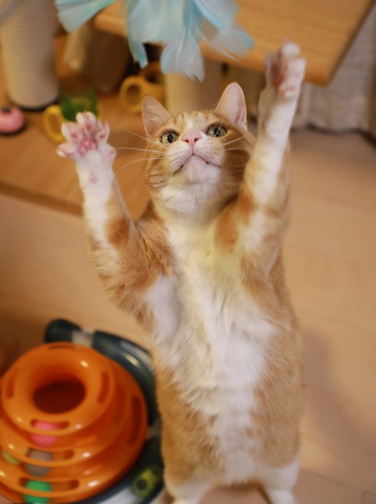 �����á�