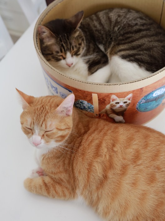 �������֡�