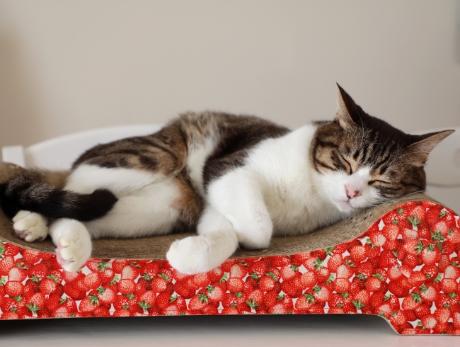 �Ȥ�����