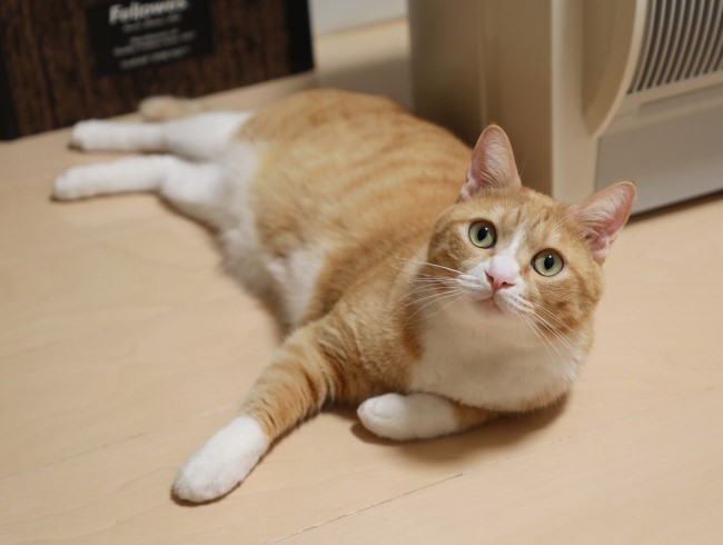 �ܥ��ˤޤ����ơ�