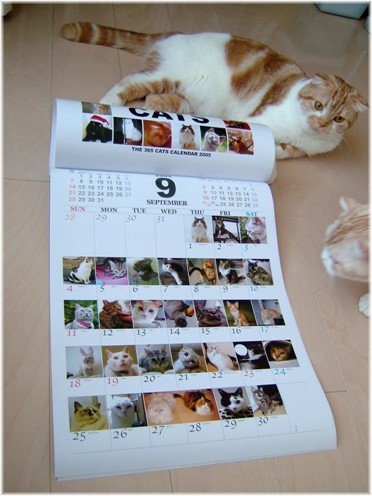 ���������ܡ�����