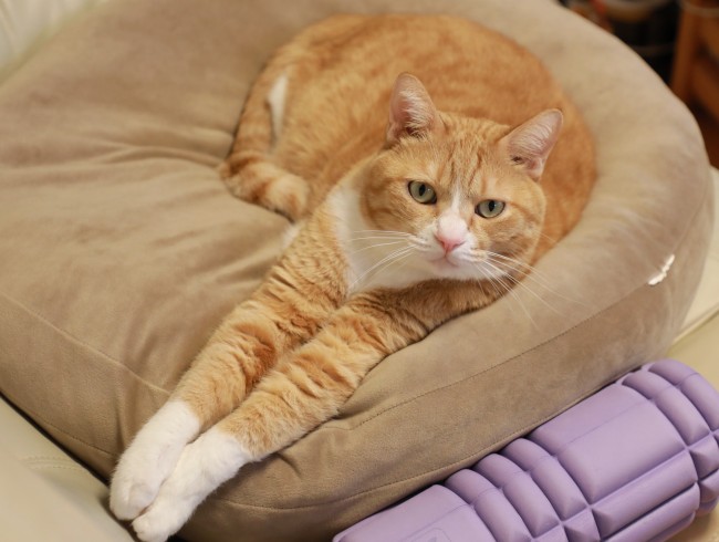 ��������