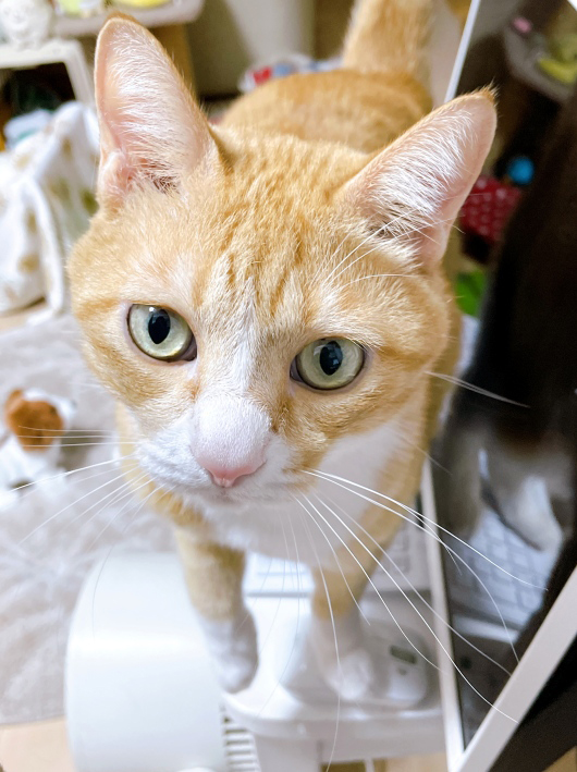 �������礦�֤Ǥ��褥��