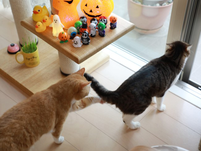 ¤Ä¤¤¡£ ¤Ä¤¤¡£