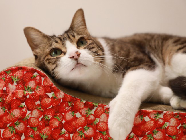 ���ߤΤ�Ρ�