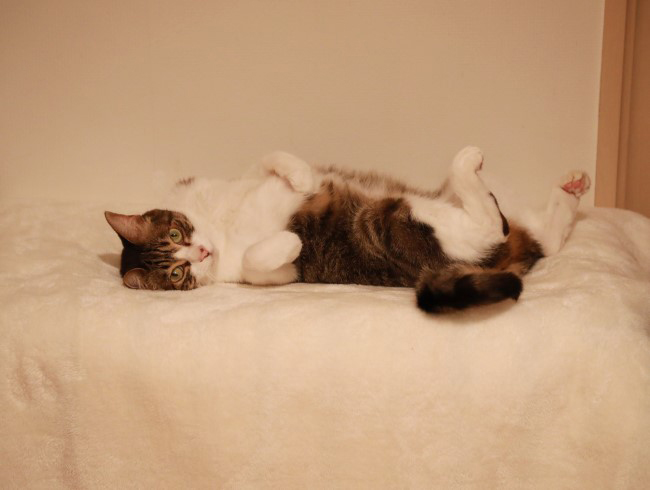 �������㡼��