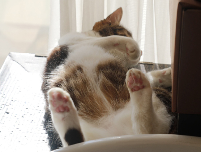 ¤Ø¤½Å·¢ö ¤Ø¤½Å·¢ö