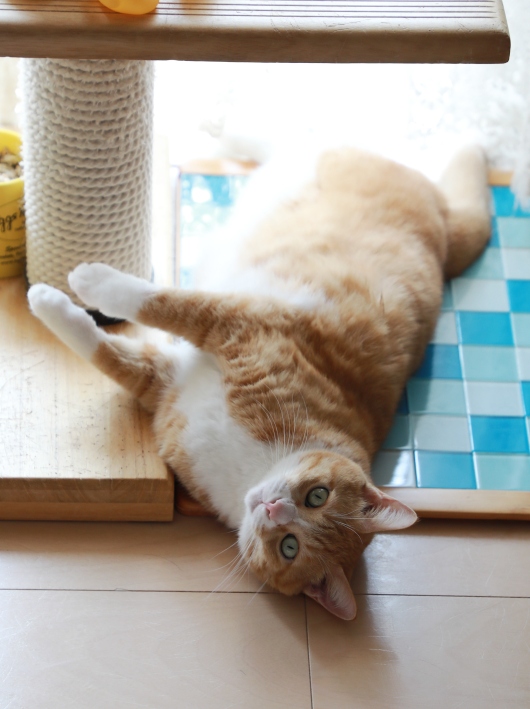 ²¿¤«Í褿¡© ²¿¤«Í褿¡©