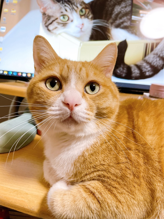 ���꤬�Ȥ��������ޤ�����