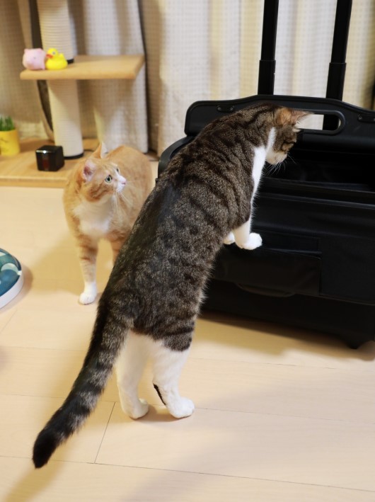 ����뤫�ʤ���