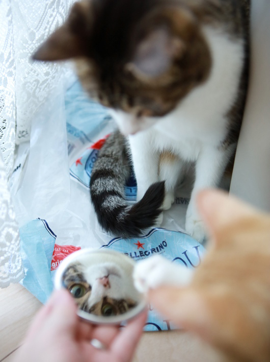 °¹¤µ¤ó¤À¡ª °¹¤µ¤ó¤À¡ª