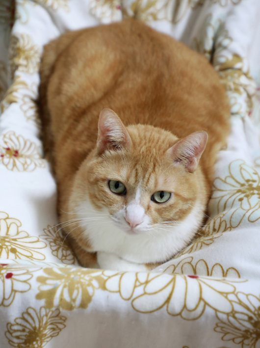 �ɥ��ɥ���