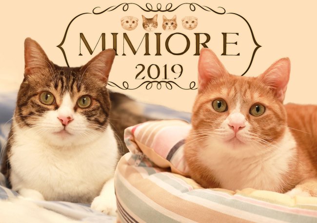 �ߥߥ��졣��������2019