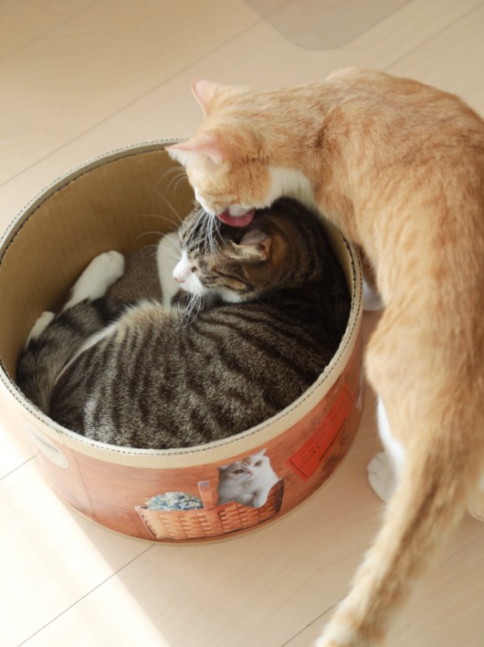 �С��С�����󥹡�