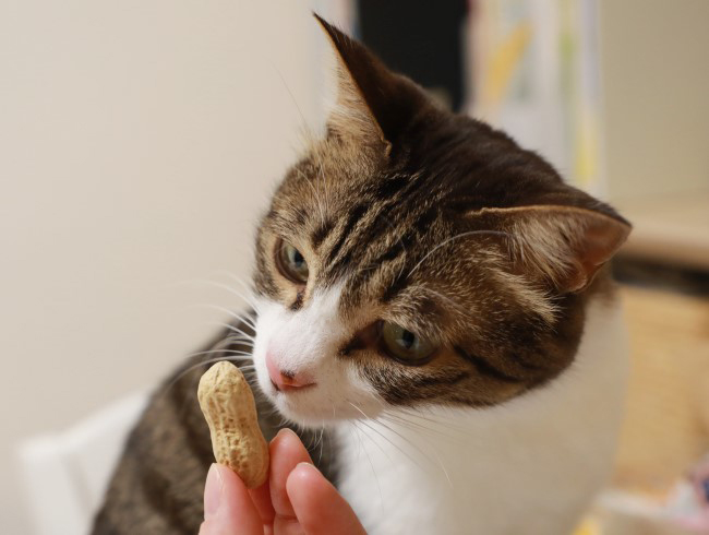 ����������͡�