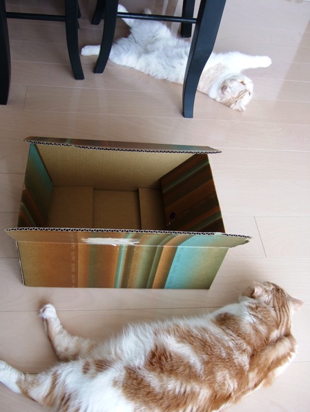 �ܥ��Τ�ʤ����