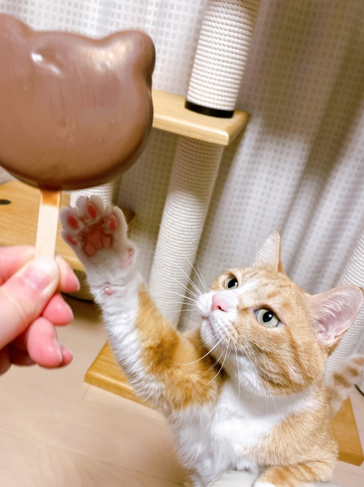 ���祤���祤�������Τˡ���