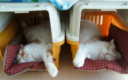�����ȥ౦�롼��