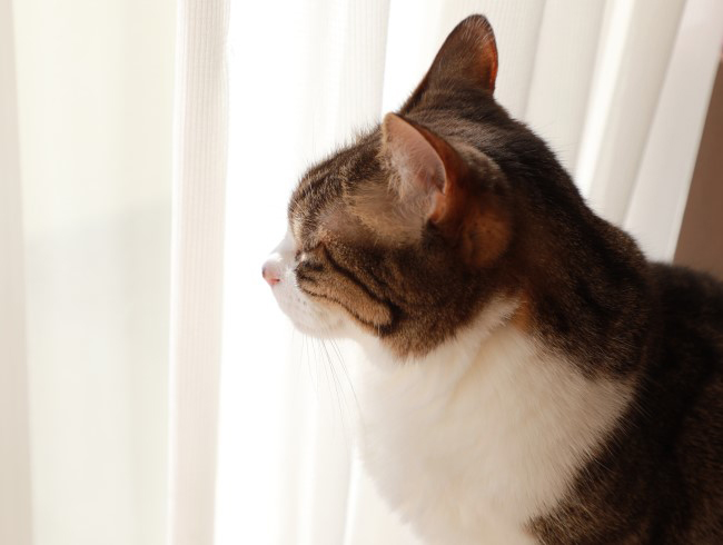 �ޤ֤�����