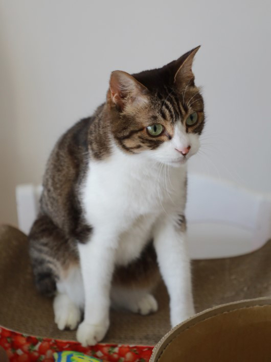 ���������衣