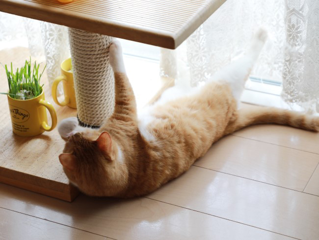 �����ơ���