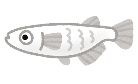 fish_medaka_character