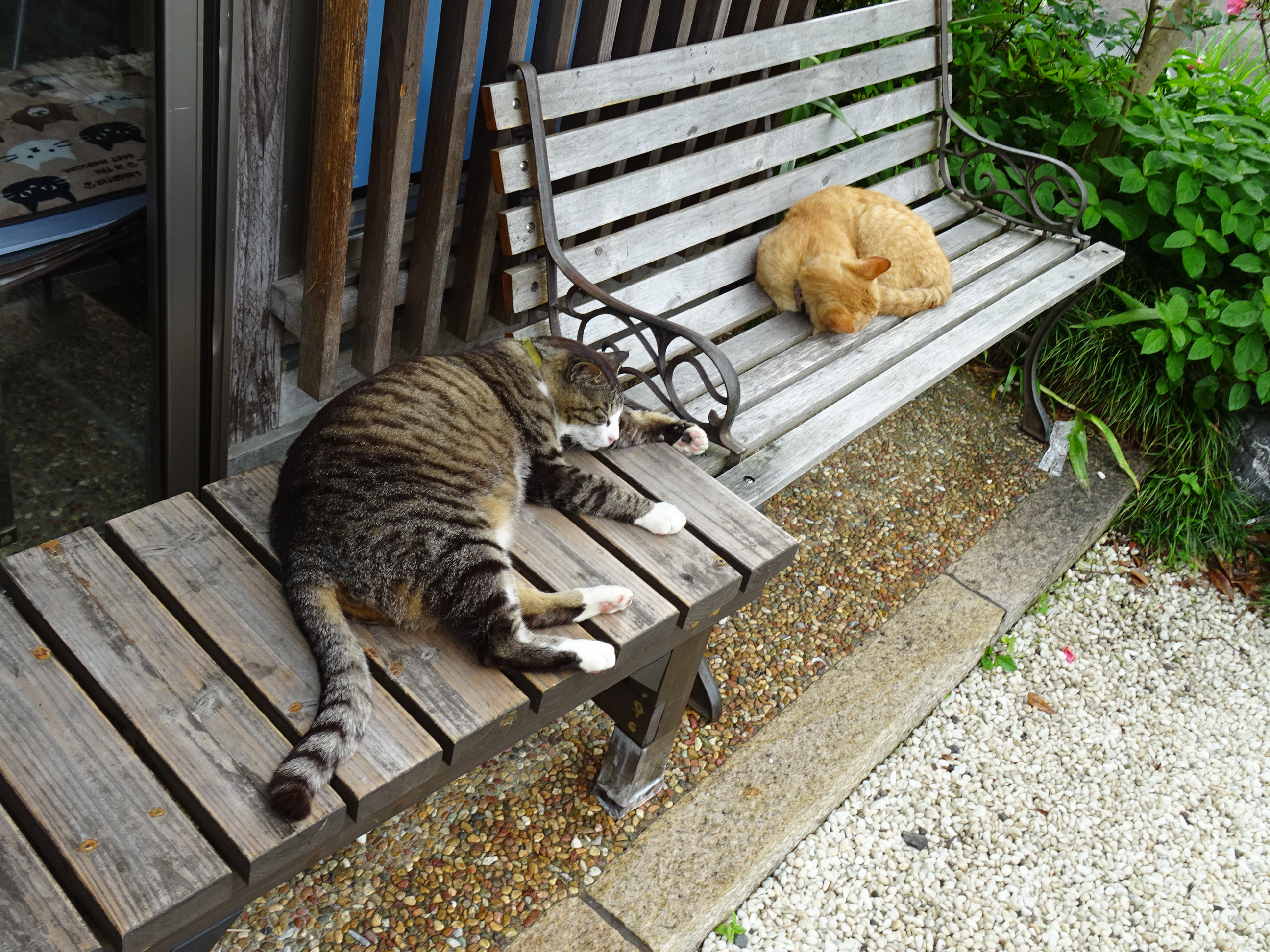 武生駅から猫寺 御誕生寺への道のり 16 5 29 30福井の旅 けれど空は青 日本全国鉄道旅行記ブログ