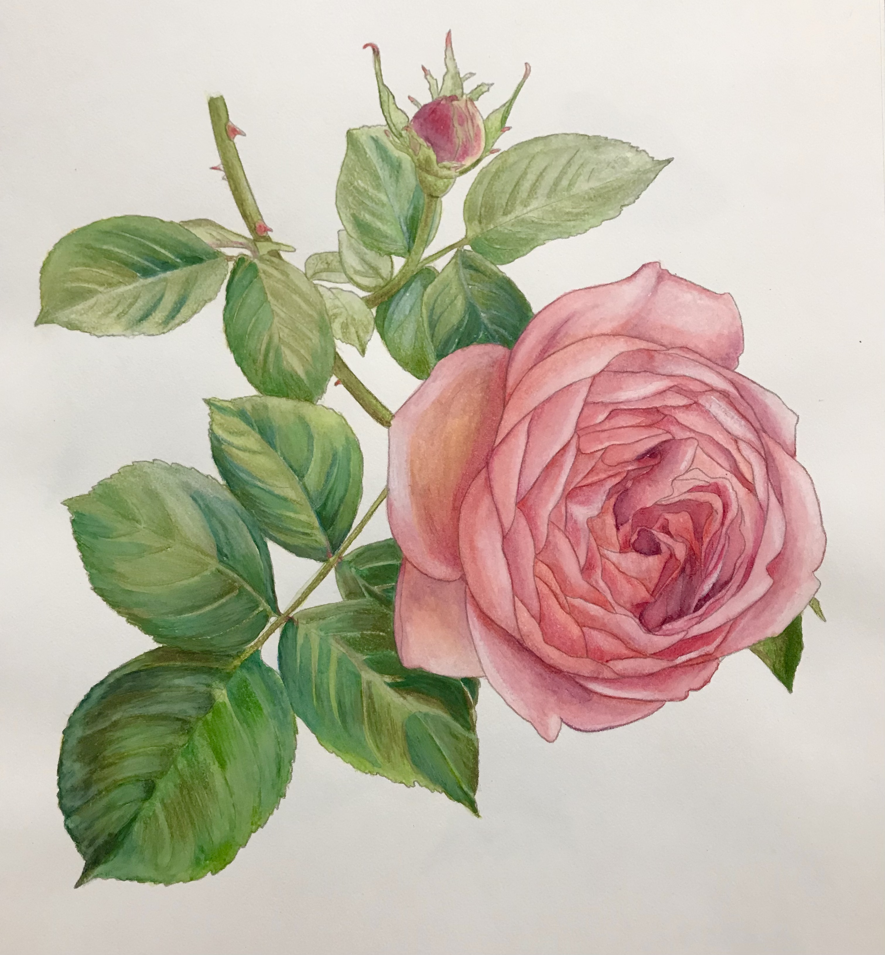 やさしい大人の塗り絵 庭に咲く花編より ばら オールドローズ 休日は色鉛筆