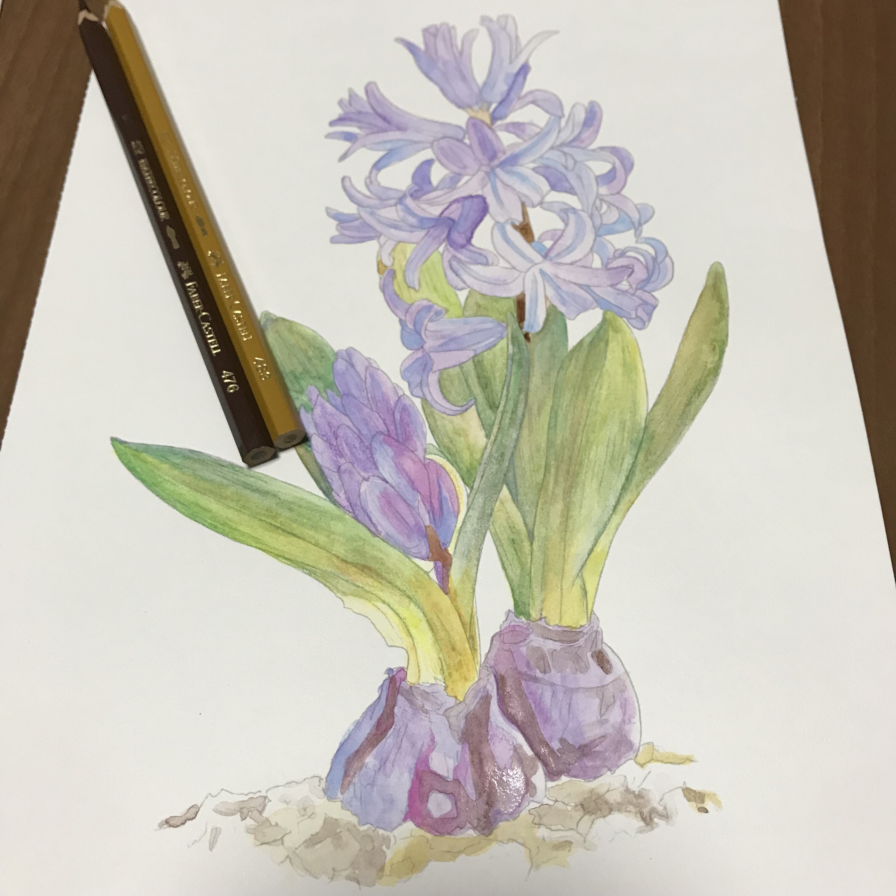 自作絵画 原画【ヒヤシンス】水彩画 色鉛筆画 自作絵画 原画【ヒヤシンス】水彩画 色鉛筆画