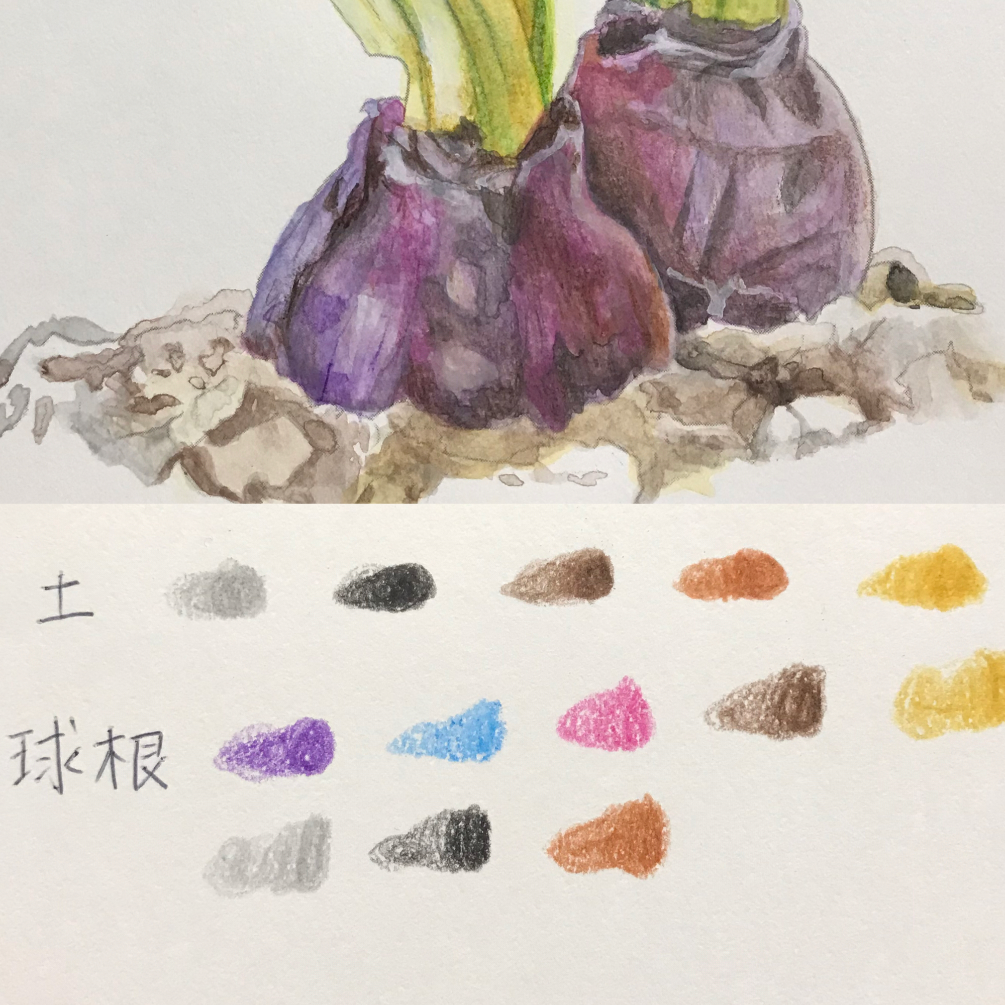 やさしい大人の塗り絵 庭に咲く花編より ヒヤシンス（完成） : 休日は