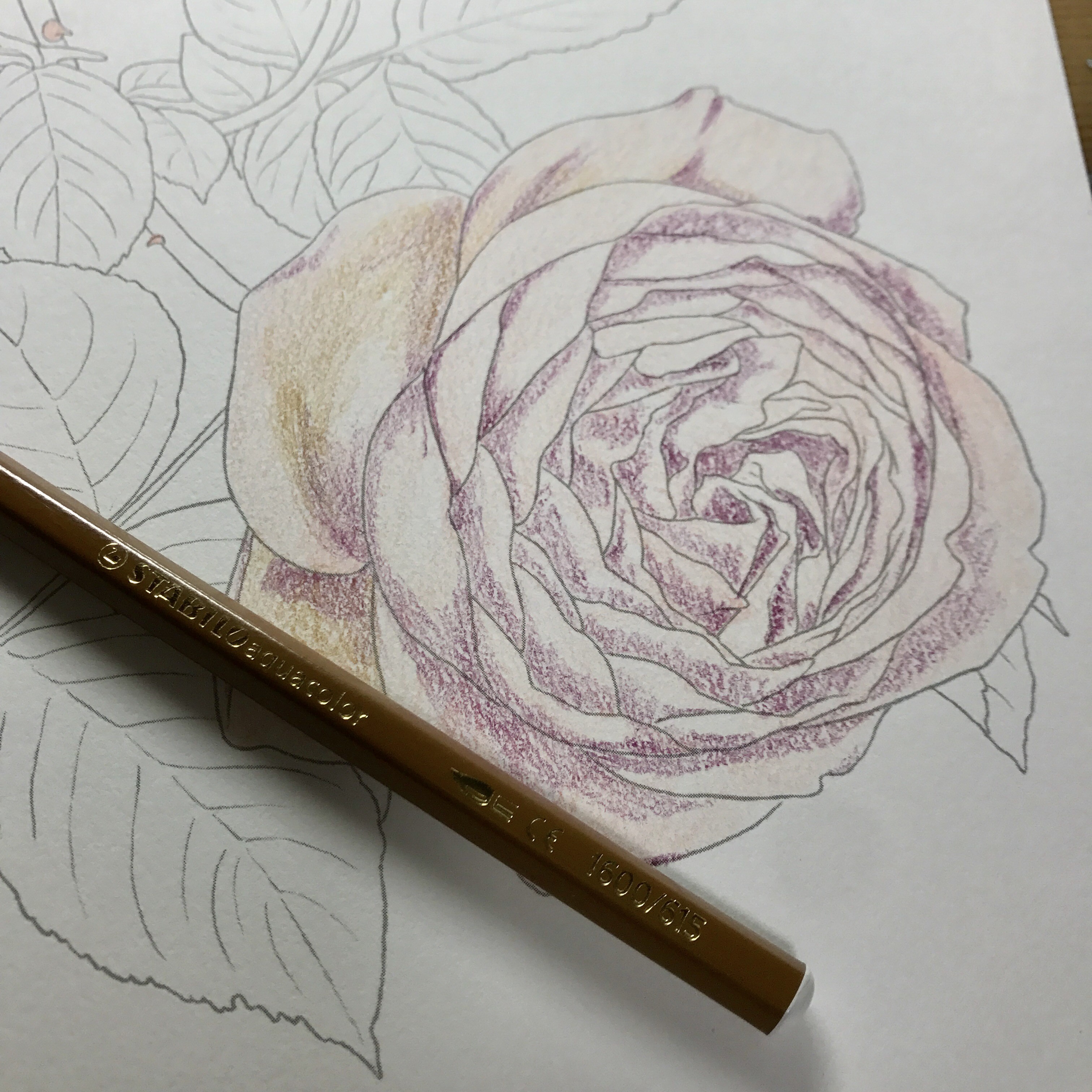絵画　薔薇　『ほほえみ』　水彩画　色鉛筆画 絵画 薔薇 『ほほえみ』 水彩画 色鉛筆画