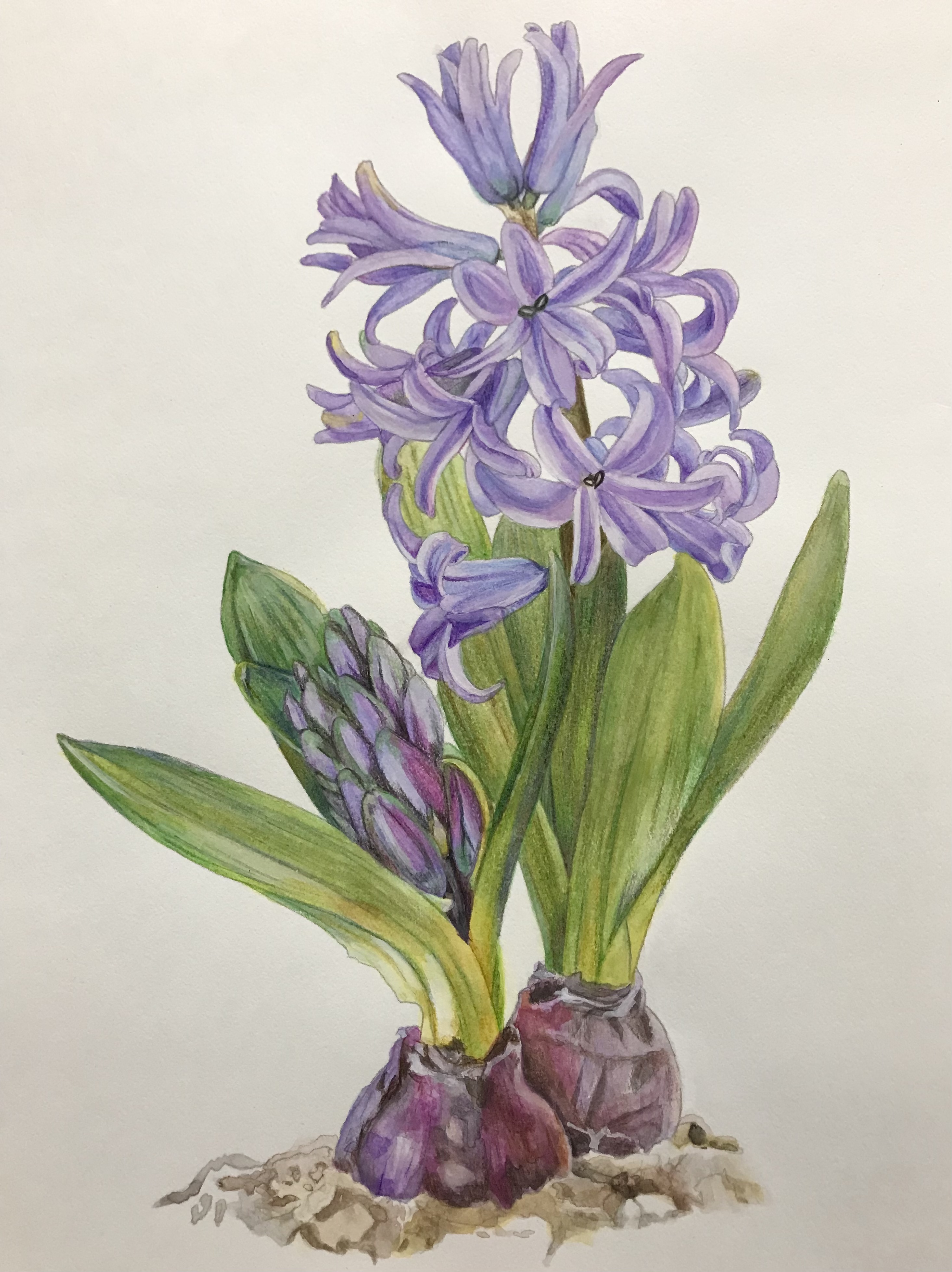 やさしい大人の塗り絵 庭に咲く花編より ヒヤシンス（完成） : 休日は