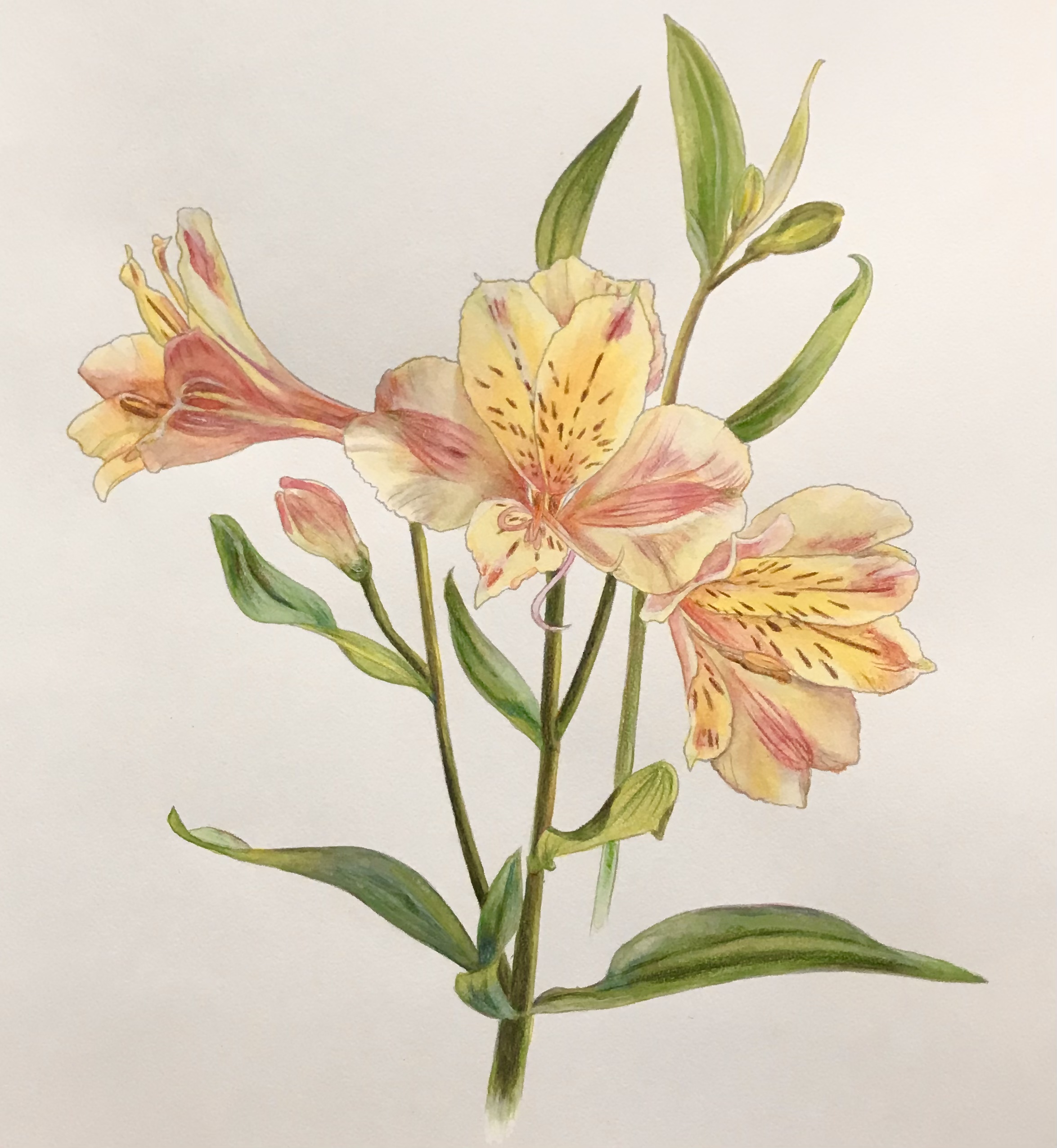 やさしい大人の塗り絵 庭に咲く花編より アルストロメリア 休日は色鉛筆