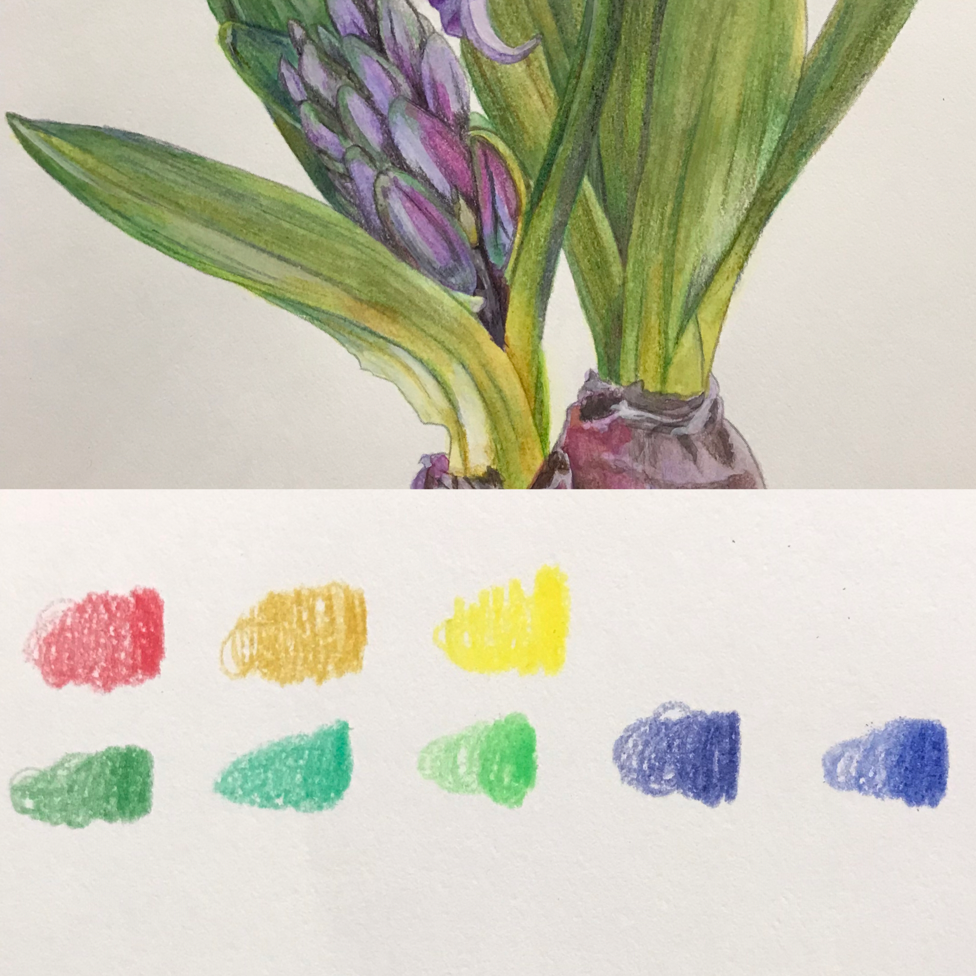 やさしい大人の塗り絵 庭に咲く花編より ヒヤシンス（完成） : 休日は