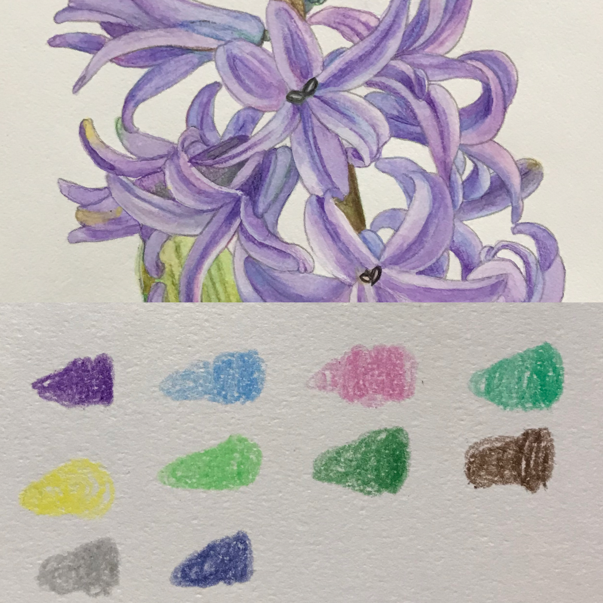 やさしい大人の塗り絵 庭に咲く花編より ヒヤシンス（完成） : 休日は