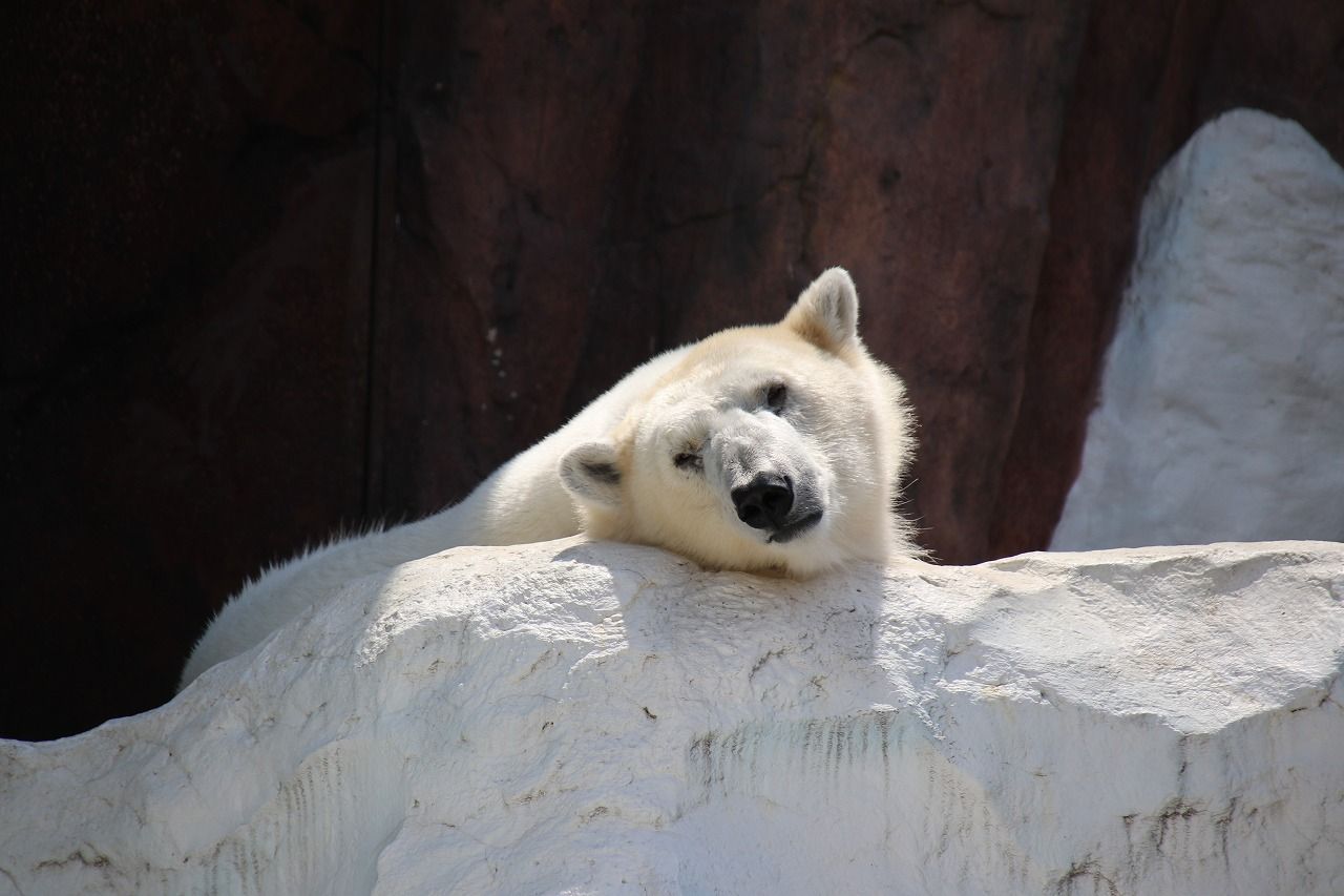 ゴールデンウィーク直前の上野動物園 スカイままの曇りのち晴れ時々disney Walking