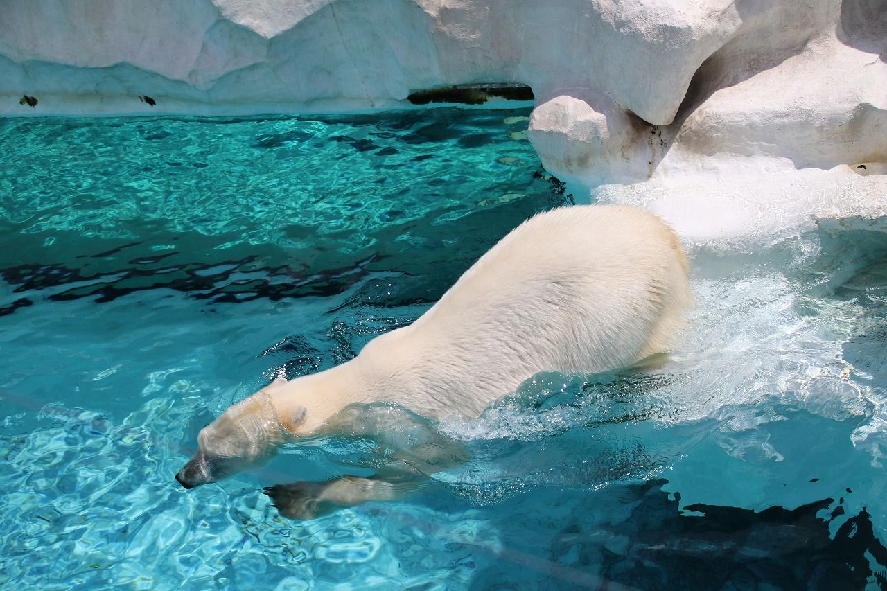 ゴールデンウィーク直前の上野動物園 スカイままの曇りのち晴れ時々disney Walking