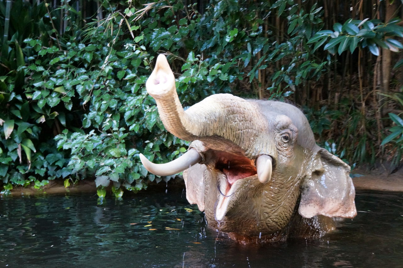 久々にジャングル クルーズ スカイままの曇りのち晴れ時々disney Walking