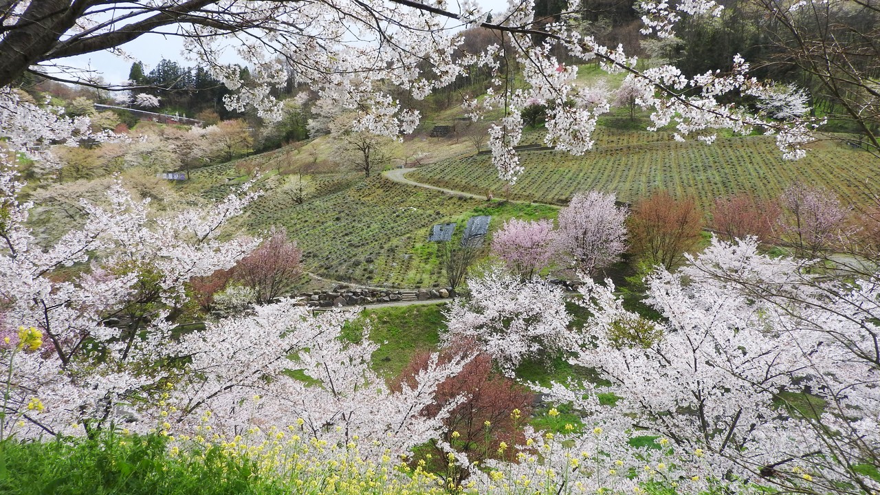 安曇野の春 池田町の桜 陸郷の山桜 桜仙峡 リクゴウノヤマザクラ オウセンキョウ Terrace テラス 安曇野の春 池田町の桜 陸郷の山桜 桜仙峡 リクゴウノヤマザクラ オウセンキョウ Terrace テラス