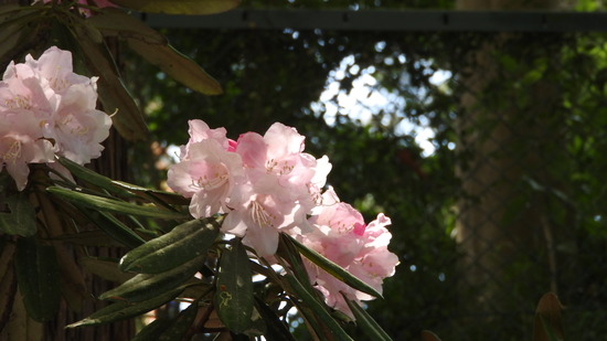 DSCN2365
